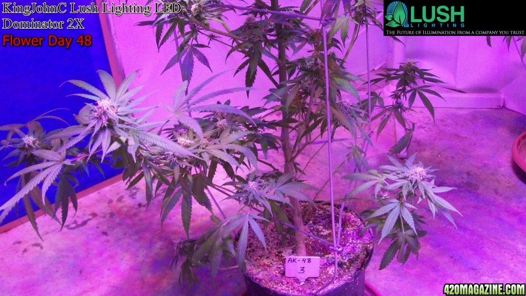 KingJohnC_s_Lush_Lighting_LED_Dominator_2X_Soil_Indoor_Grow_Journal_and_Review_2014-06-28_-_112.JPG