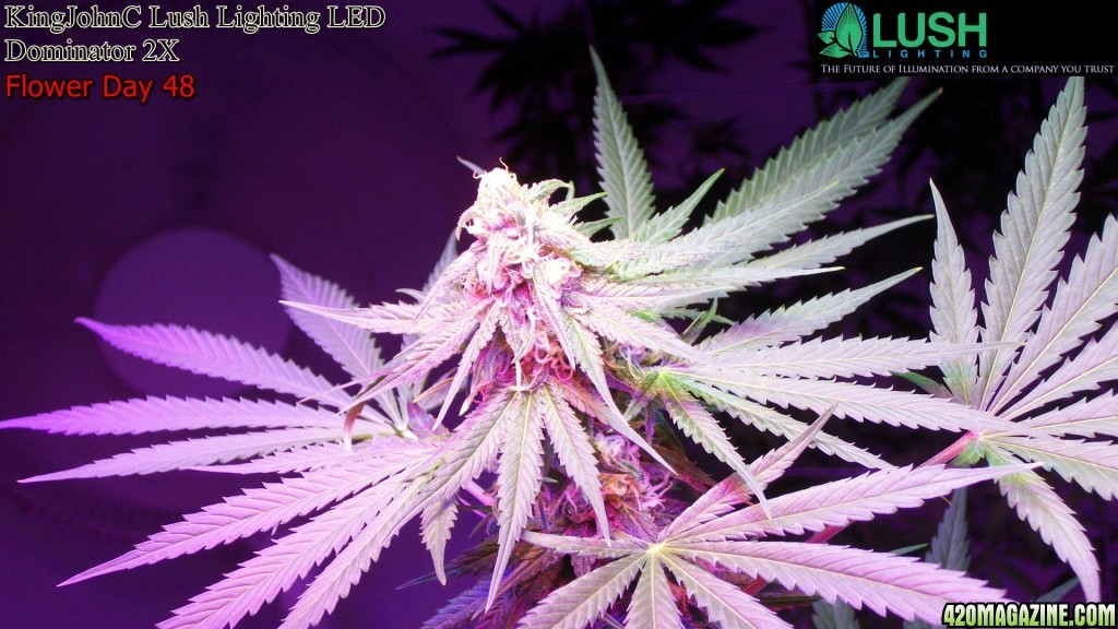 KingJohnC_s_Lush_Lighting_LED_Dominator_2X_Soil_Indoor_Grow_Journal_and_Review_2014-06-28_-_119.JPG