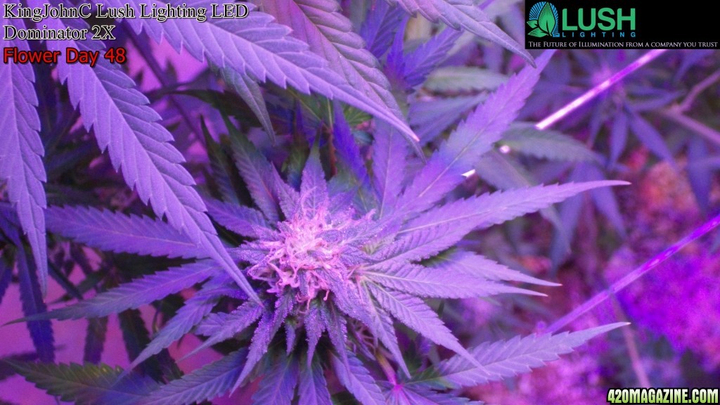 KingJohnC_s_Lush_Lighting_LED_Dominator_2X_Soil_Indoor_Grow_Journal_and_Review_2014-06-28_-_143.JPG