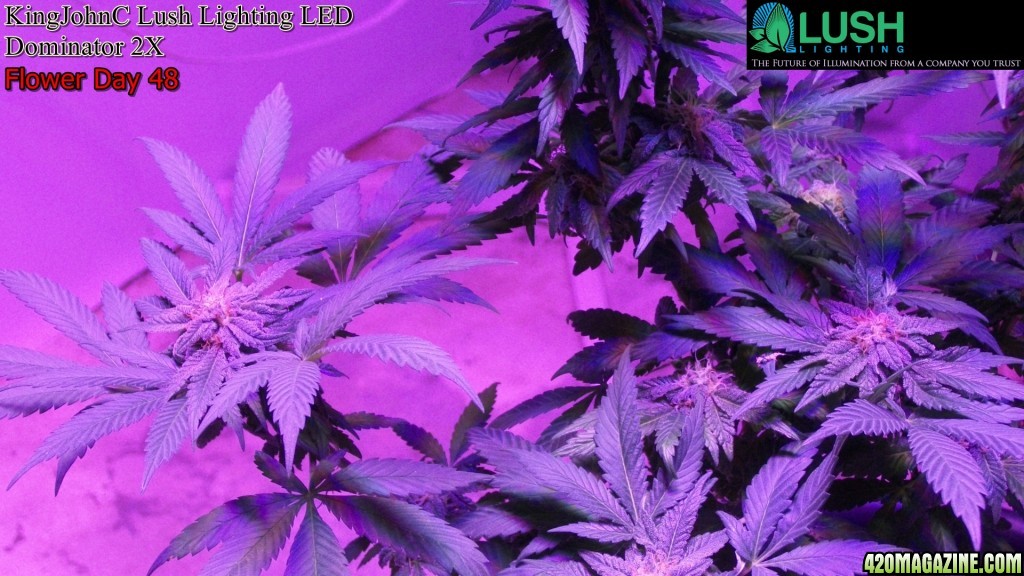 KingJohnC_s_Lush_Lighting_LED_Dominator_2X_Soil_Indoor_Grow_Journal_and_Review_2014-06-28_-_157.JPG