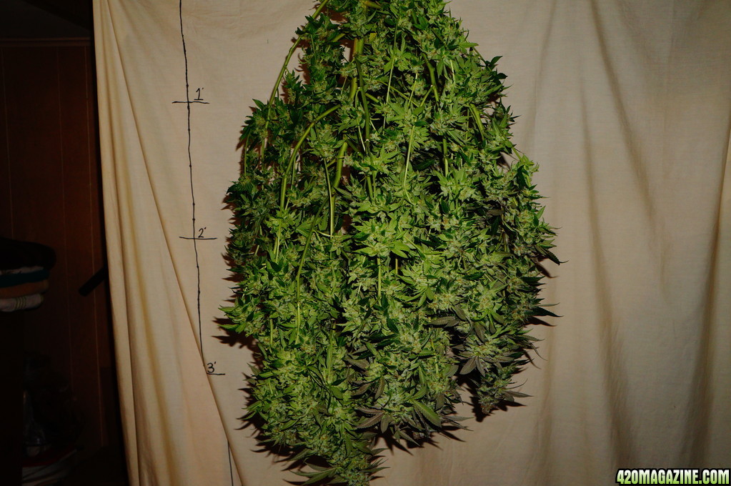 Kushington_Farms_and_Lush_LED_Lighting_Pineapple_Skunk_hanging_3_1.JPG