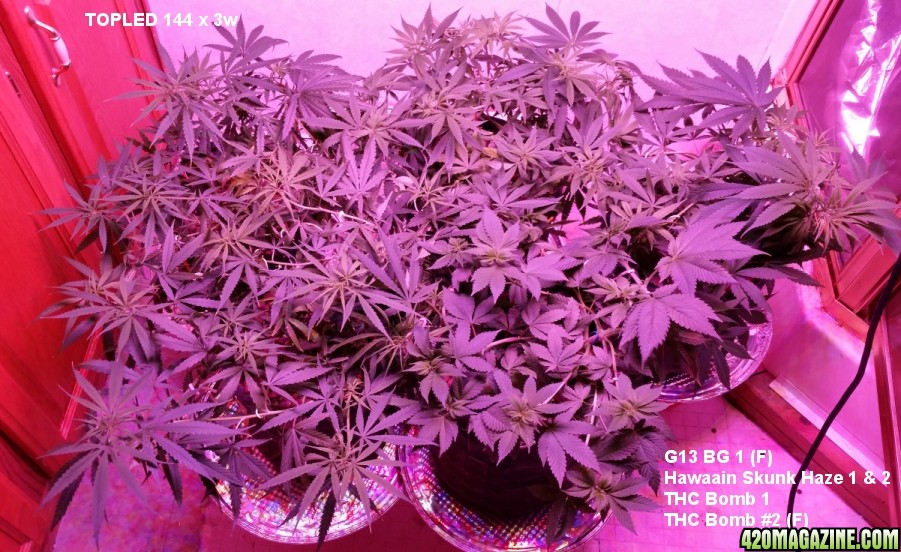 LED_plants_8-26-14.jpg