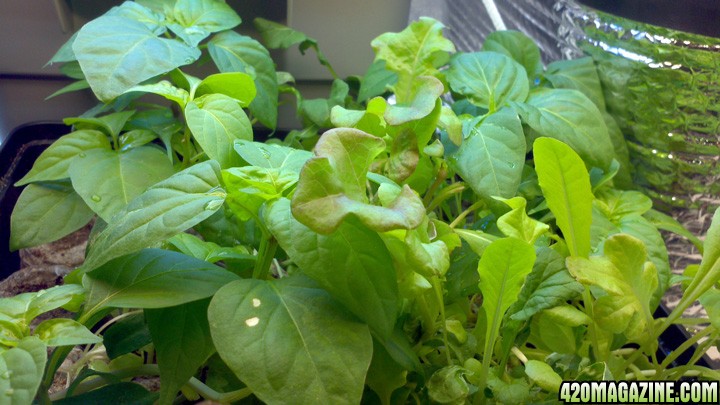 LETTUCE-JALAPENO2012-04-21_.jpg