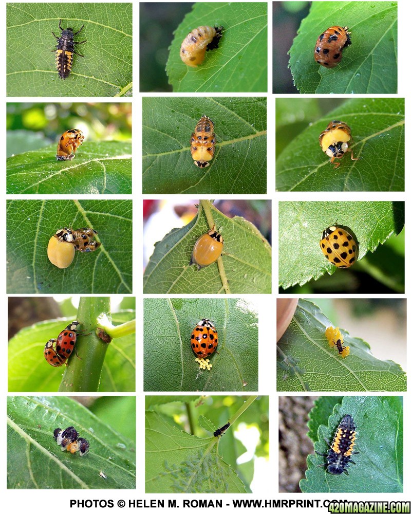 Ladybug-Larvae-to-Adult-Big.jpg