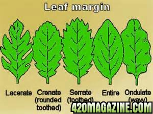 Leaf_Margin01.jpg