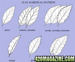 Leaf_Margin02.jpg