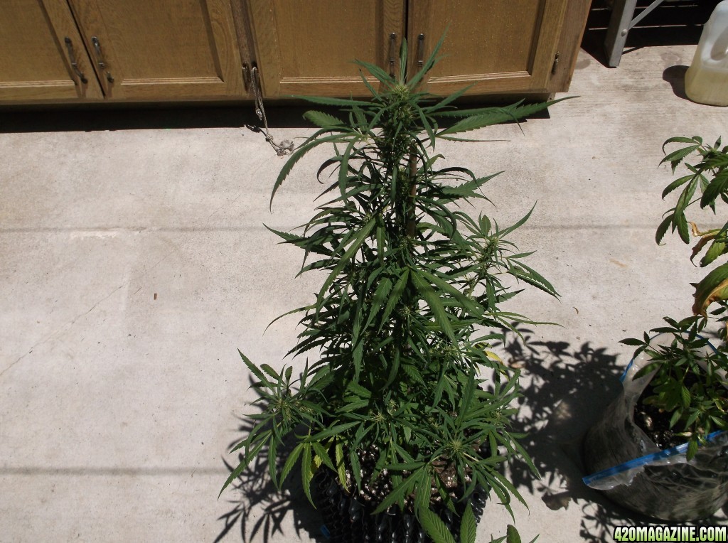 Lem_s_Out_Door_Grow_2014_036.jpg