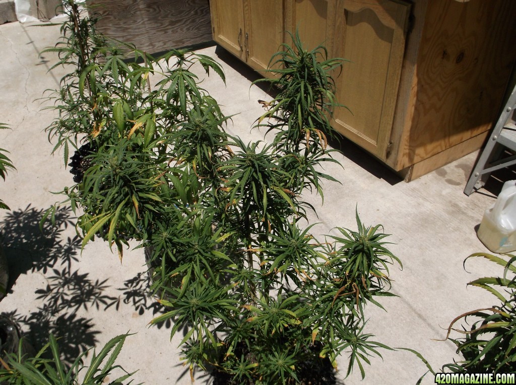 Lem_s_Out_Door_Grow_2014_038.jpg