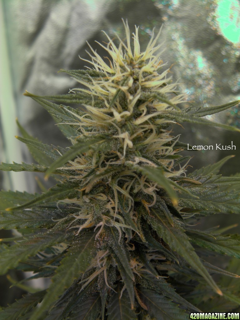 LemonKush11-14.JPG