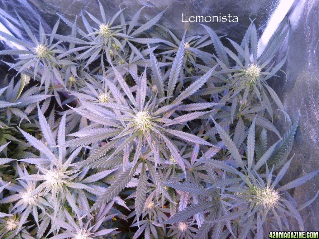 Lemonista_2-11-16.jpg