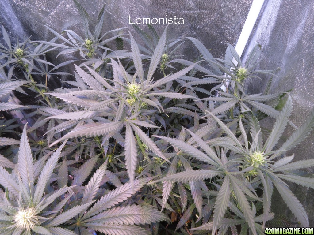 Lemonista_2-5-16.jpg