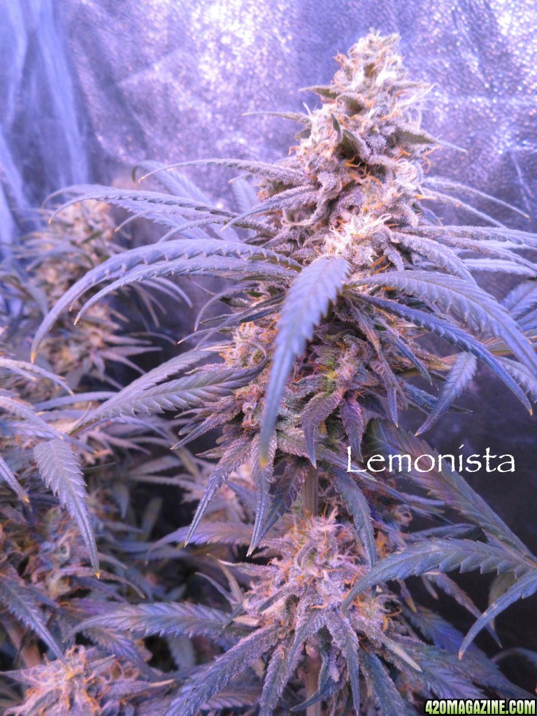 Lemonista_3-6-16.jpg