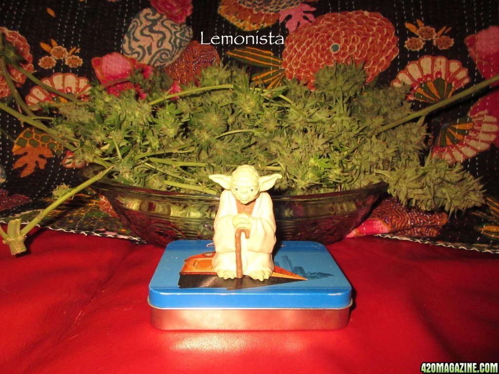 Lemonista_Big_pile_o_bud.jpg