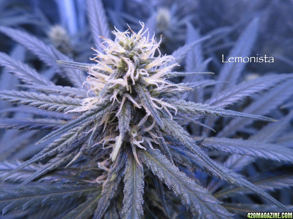 Lemonista_Bud_2-17-161.jpg