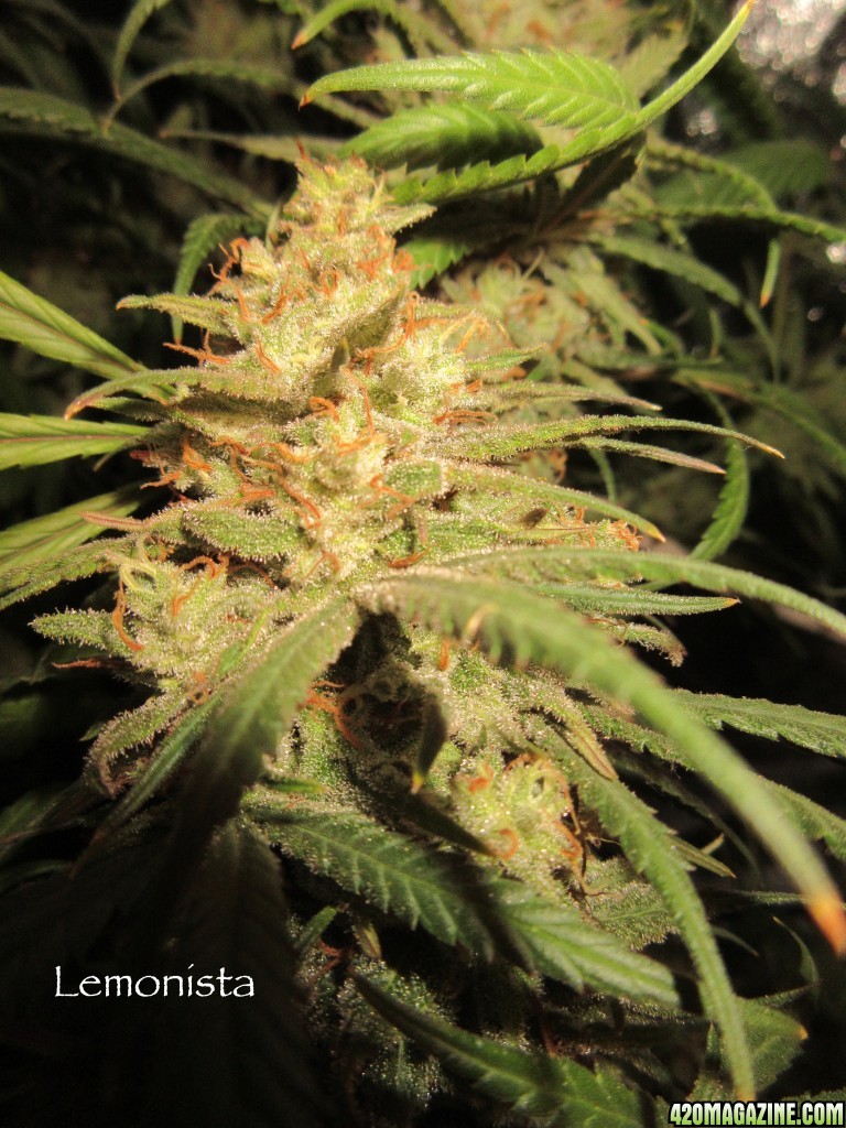 Lemonista_Bud_2_3-13-16.jpg