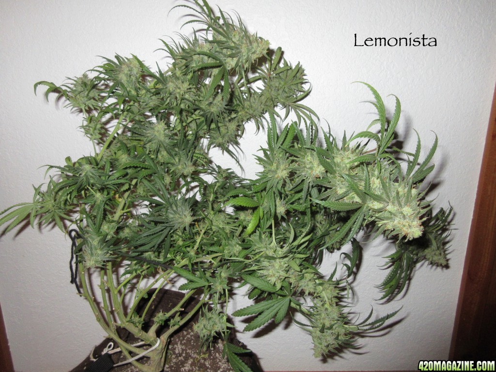 Lemonista_Chop_1.jpg