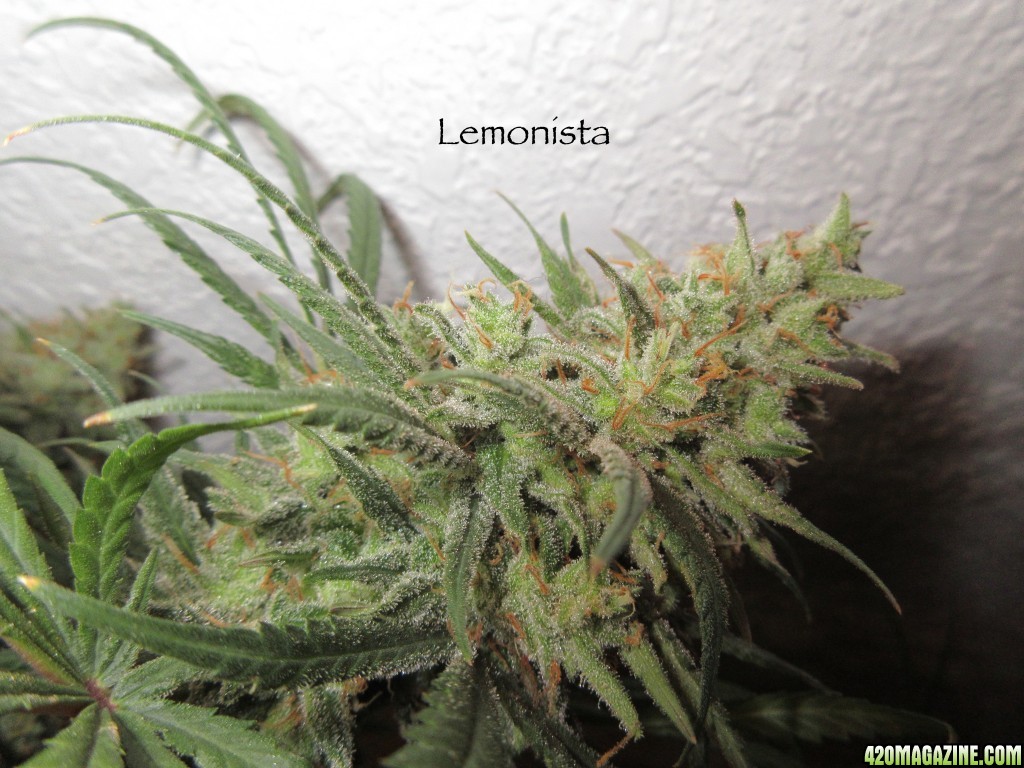 Lemonista_Chop_2.jpg