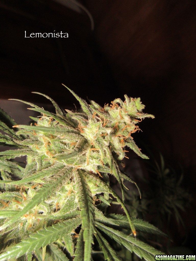 Lemonista_Chop_Bud_2.jpg