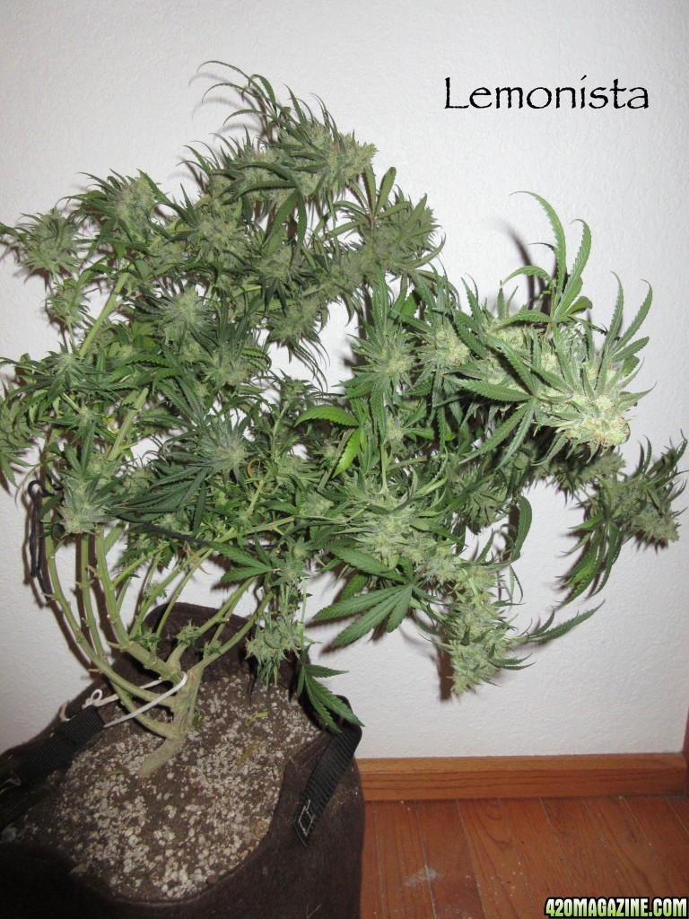 Lemonsita_Chop_Bud_1.jpg