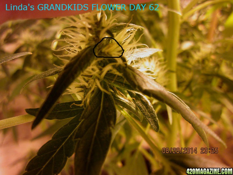 Linda_s_GRANDKIDS_FLOWER_DAY_62_4_.jpg