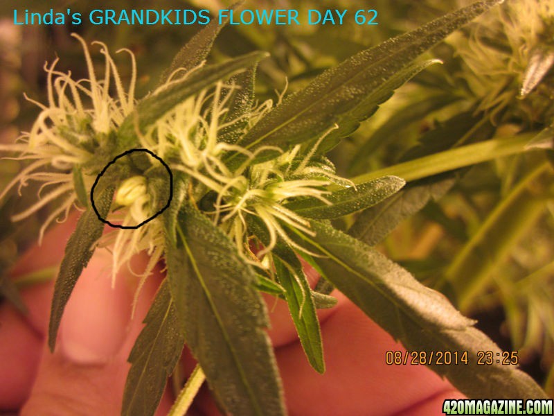 Linda_s_GRANDKIDS_FLOWER_DAY_62_5_.jpg