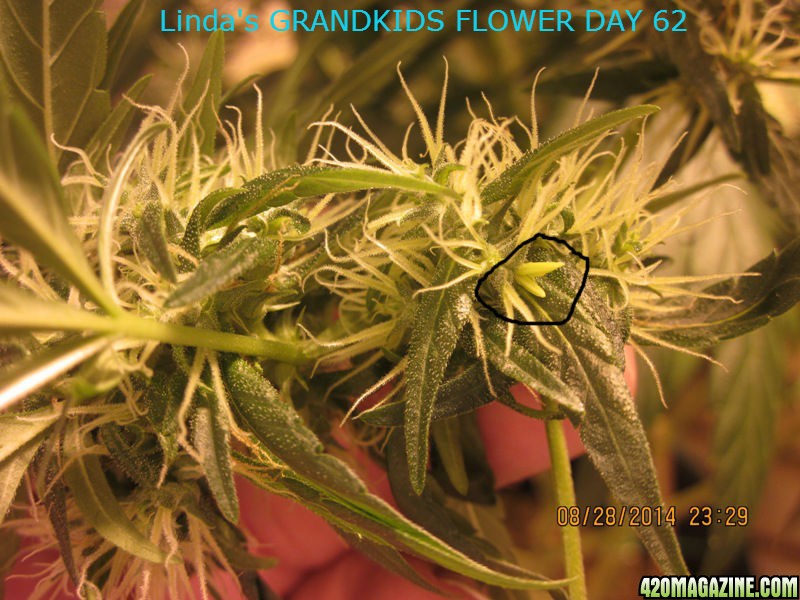 Linda_s_GRANDKIDS_FLOWER_DAY_62_6_.jpg