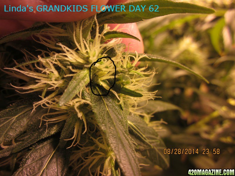 Linda_s_GRANDKIDS_FLOWER_DAY_62_9_.jpg