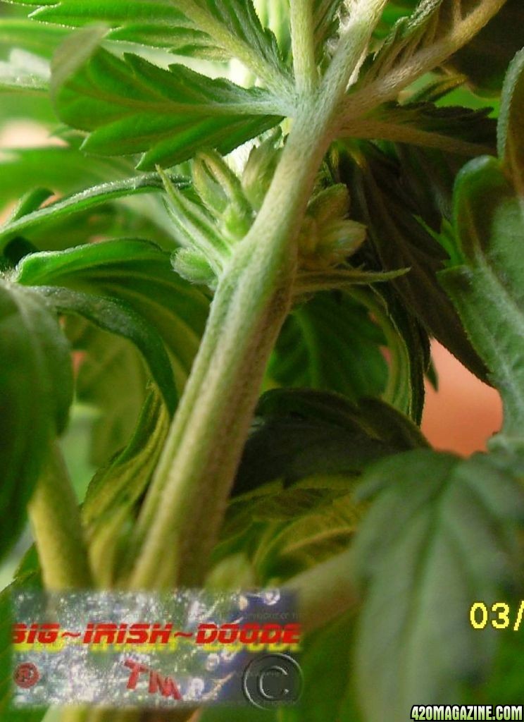 MALE_PLANT_2_.JPG