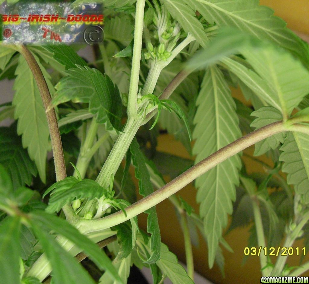 MALE_PLANT_5_.JPG