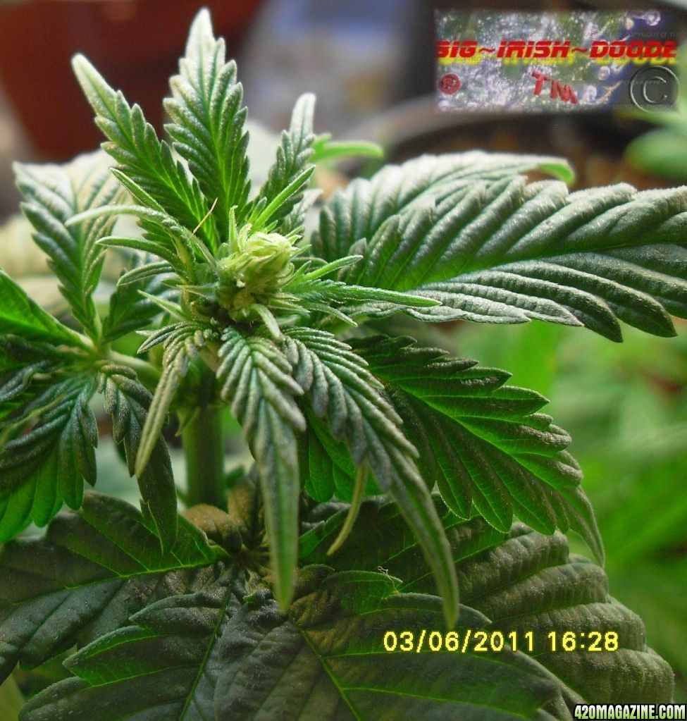 MALE_PLANT_6_.JPG