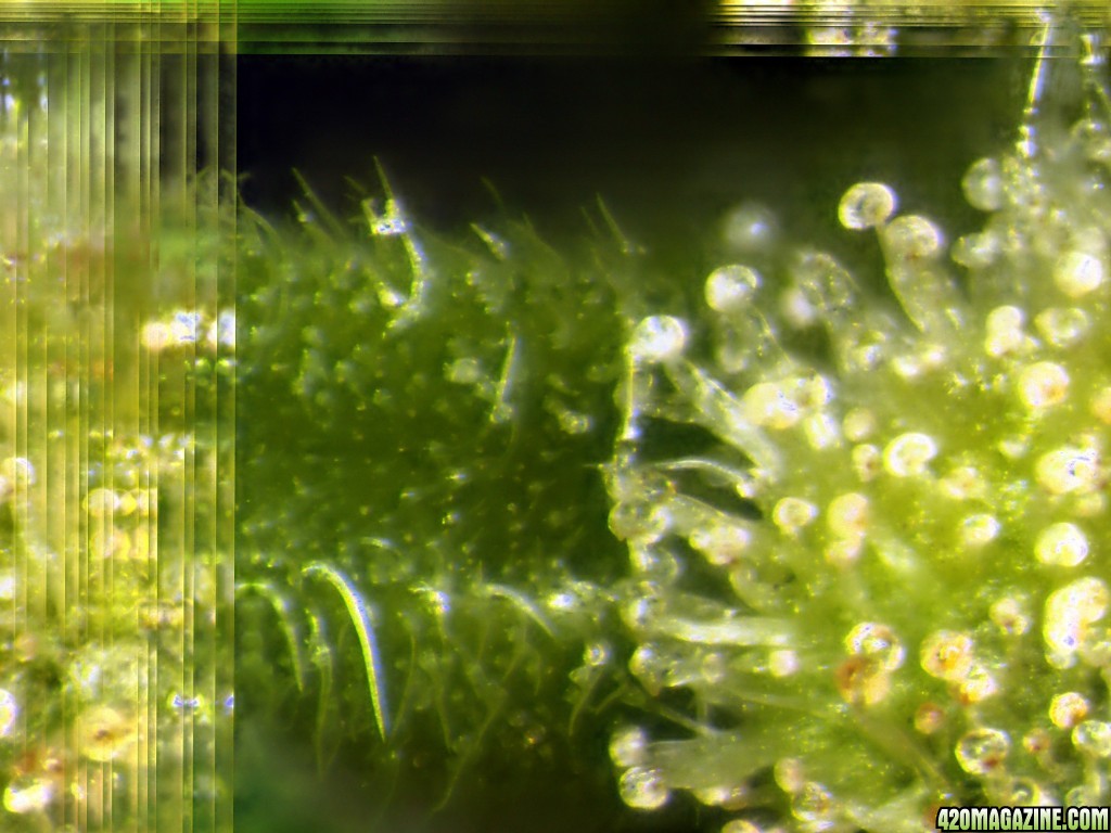 MG12_Trichomes_Feb_7_2018.jpg