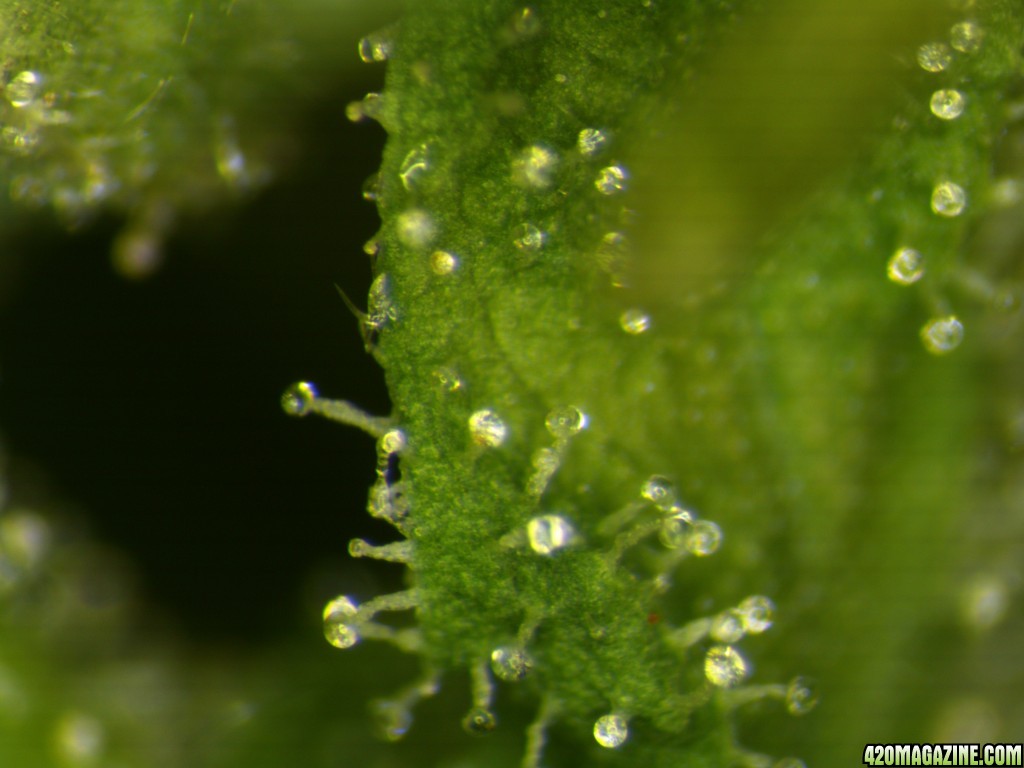 MG2_trichomes_4_Feb_7_2018.jpg