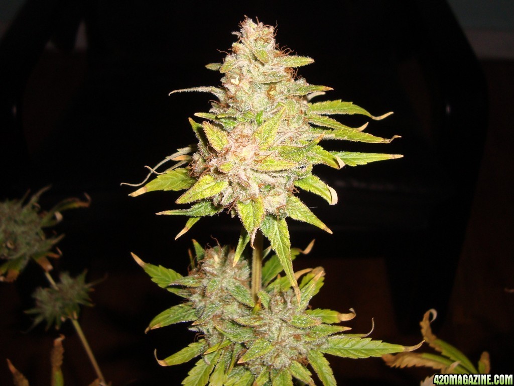 MG31_WCW_bud_w_11_4.jpg