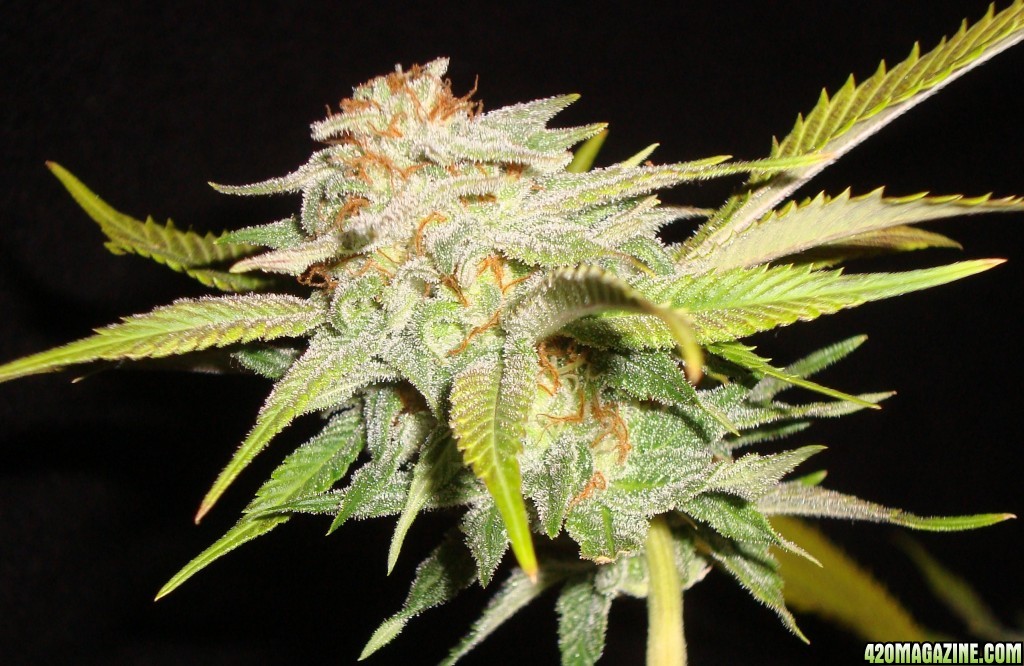 MG31c_CD_bud_6wh_4.JPG