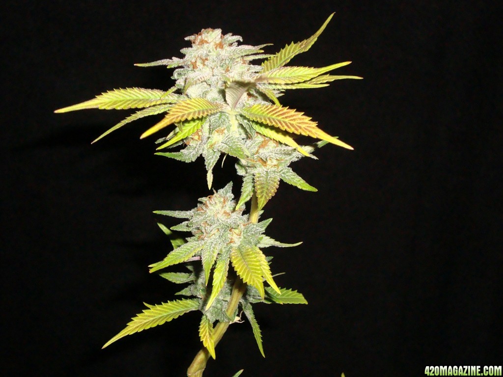 MG31c_CD_bud_7w_6.JPG