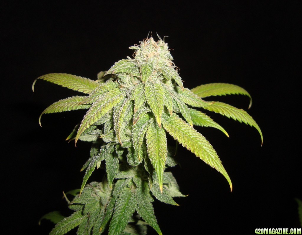 MG31c_WW_bud_6_b3.jpg