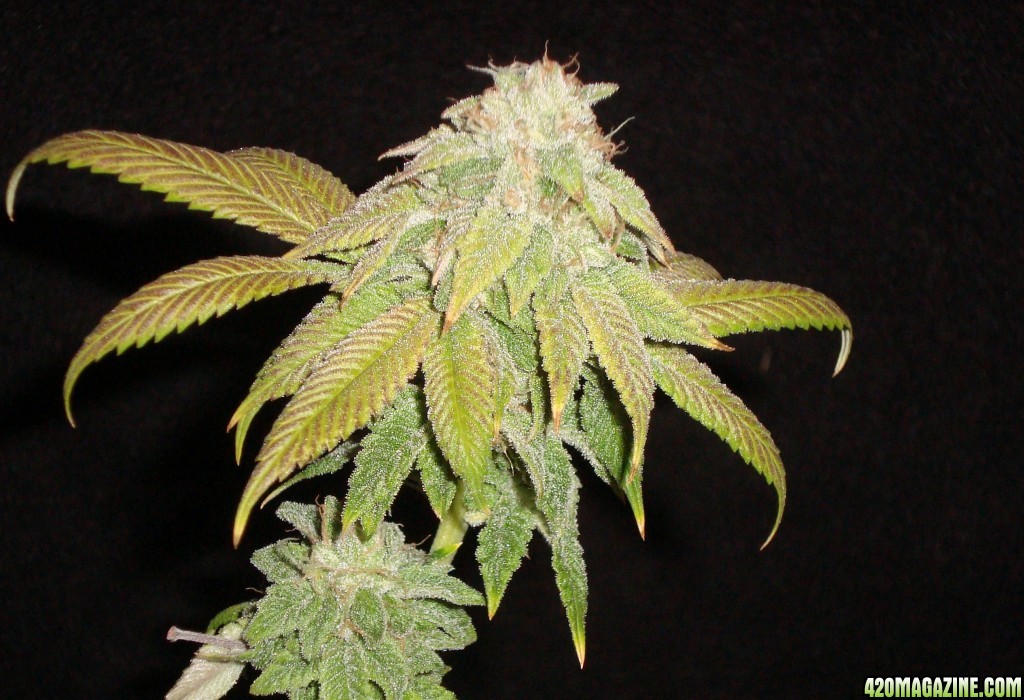 MG31c_WW_bud_6_h_2.JPG