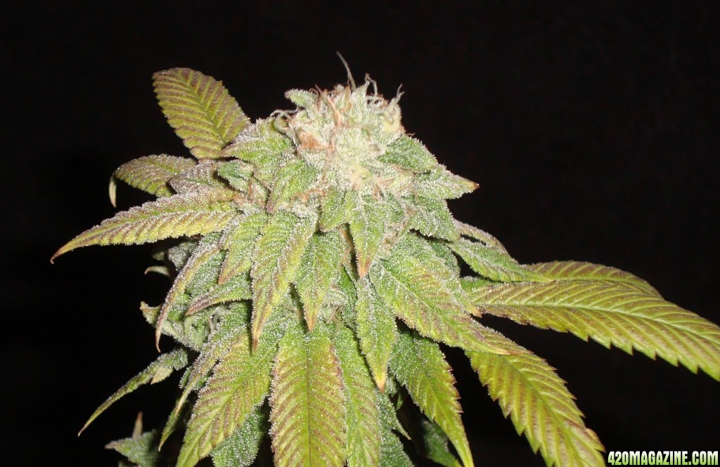 MG31c_WW_bud_6_h_3.JPG