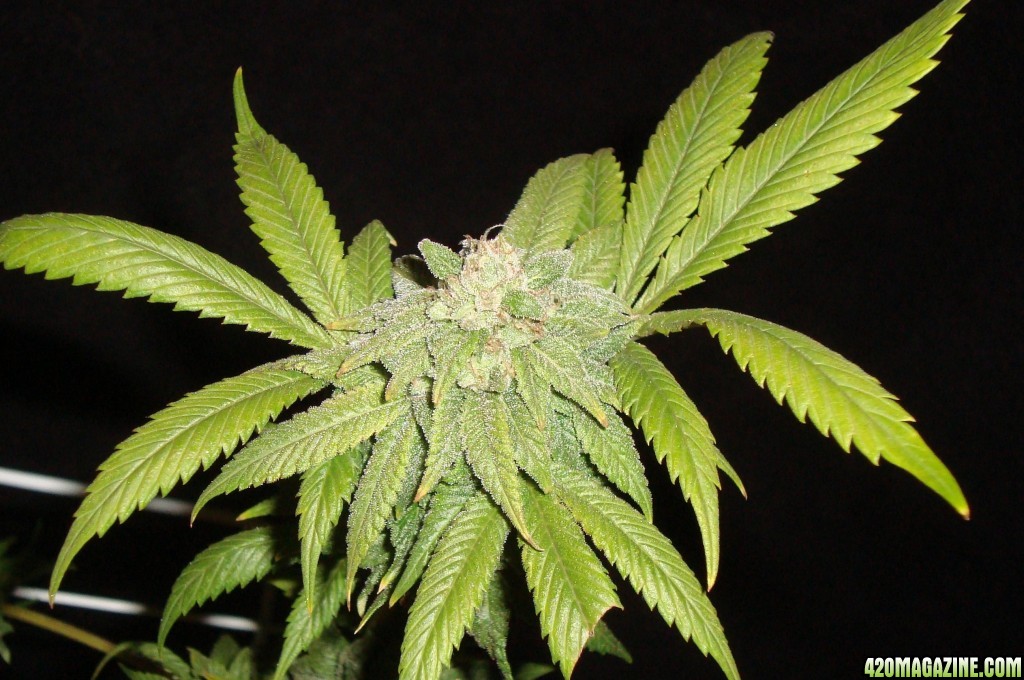 MG31c_WW_bud_6_h_5.JPG