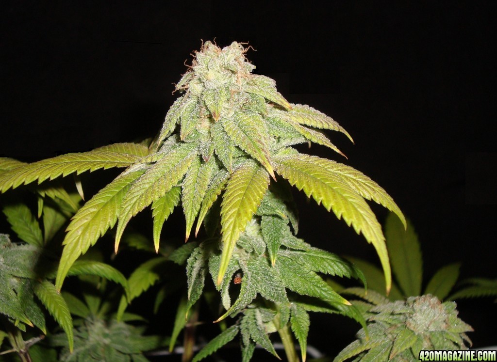 MG31c_WW_bud_6_h_6.jpg