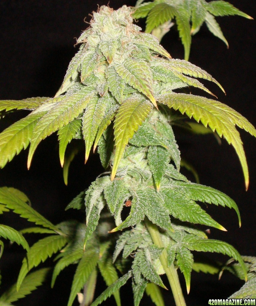 MG31c_WW_bud_6_h_8.JPG