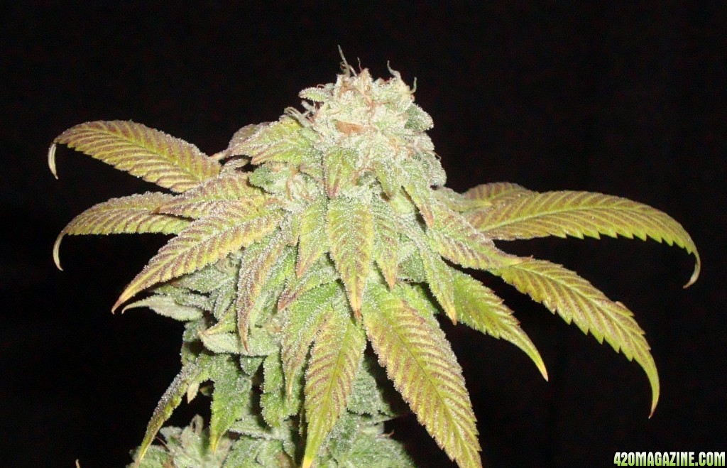 MG31c_WW_bud_7_b.JPG