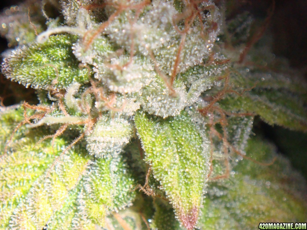 MG31c_WW_bud_7_cu.jpg