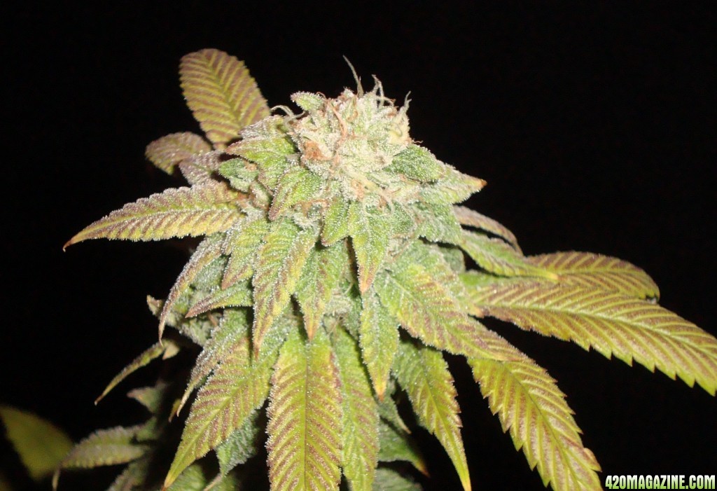 MG31c_WW_bud_7_e.JPG