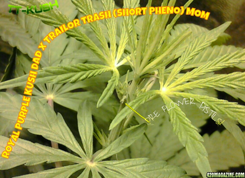 MOVE_TT-KUSH_1.jpg