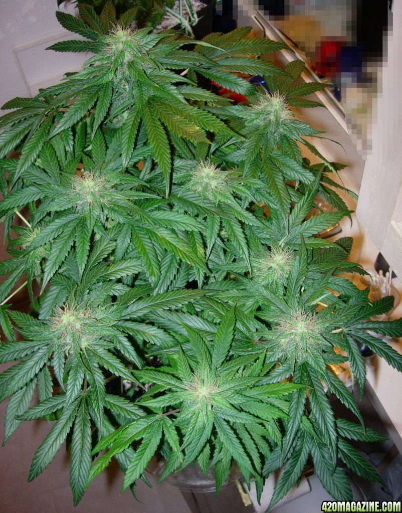 M_flower_day_42_3.jpg