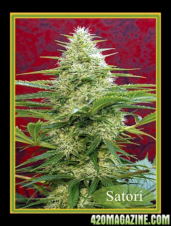 Mandala_Seeds_Satori_fnl.jpg