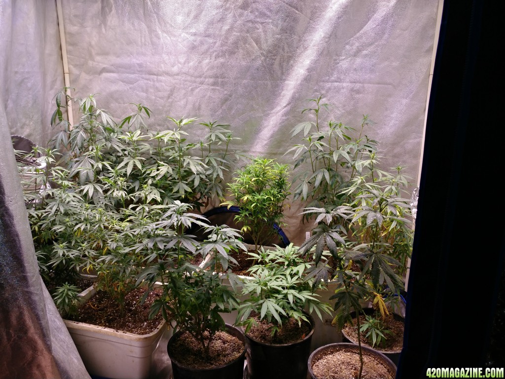 Marijuiana_seeds_LED_grow_10_.jpg