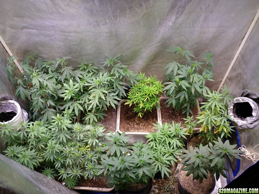 Marijuiana_seeds_LED_grow_2_.jpg