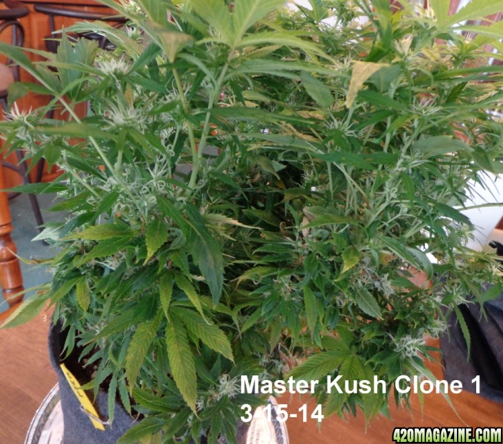 Master_Kush_Clone_1_3-15.jpg